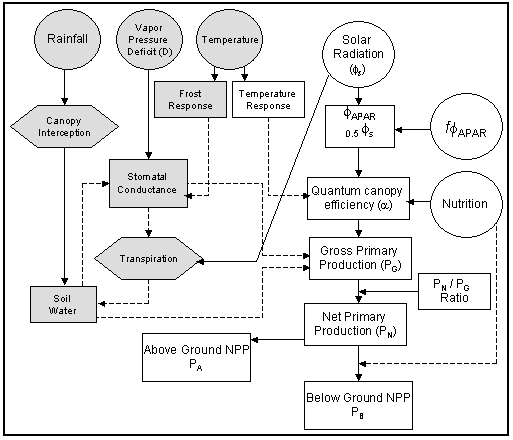 3pgs flow diagram